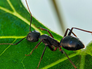 Black ant on Green leaf 