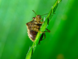 Bug on green grass nature view