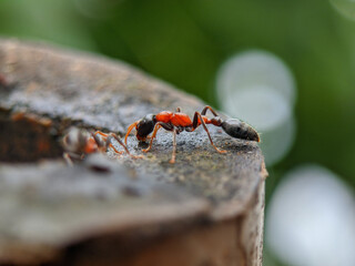 Black & red ant on the ground