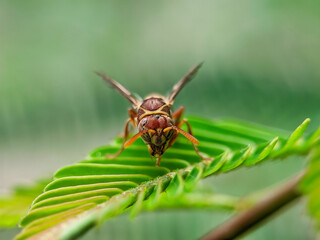 Paper wasps on green leaf