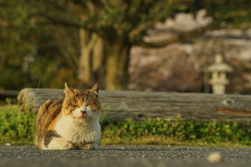 Naklejka na ściany i meble 春の長命寺港でお花見をする地域猫