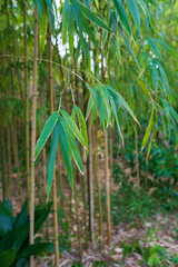 修善寺竹林の小径