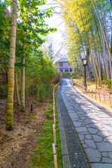 Naklejka premium 修善寺竹林の小径