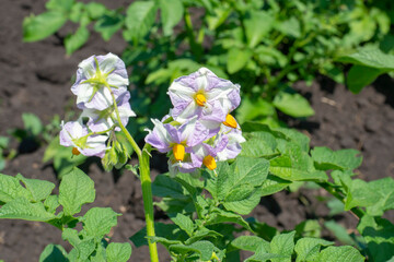 Blooming potatoes. Plant with purple flowers closeup. Agriculture.