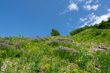Fototapeta na wymiar Mountain slope overgrown with flowers and grass. Summer landscape.