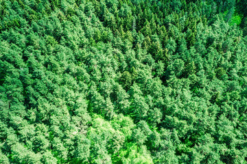green forest landscape in spring sunny day. natural background of coniferous forest. aerial view from high altitude.