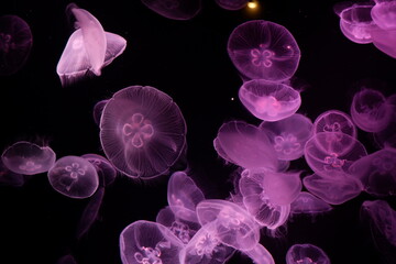 Obraz premium Jellyfish floating in the water