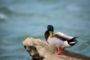 Mallard duck drake male preening on a log .