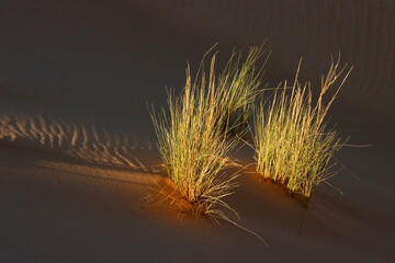 Grasses on a textured desert sand dune in late afternoon light, South Africa.