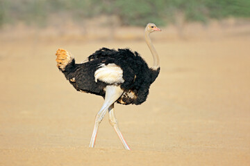 A male ostrich (Struthio camelus), Kalahari desert, South Africa. - obrazy, fototapety, plakaty