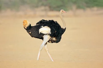 Stof per meter A male ostrich (Struthio camelus), Kalahari desert, South Africa. © EcoView