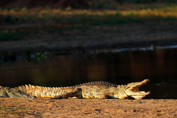 A Nile crocodile (Crocodylus niloticus) basking with open jaws, Kruger National Park, South Africa.