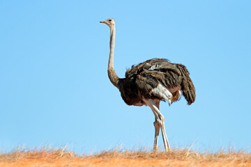 An ostrich (Struthio camelus) on a dune against a blue sky, Kalahari desert, South Africa.