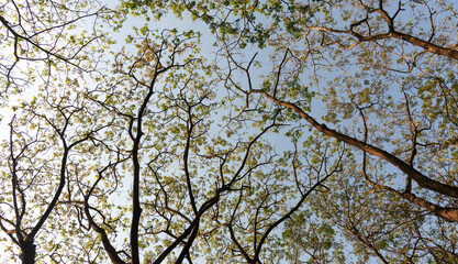 Fototapeta premium green forest background in a sunny day.Amazing beautiful green forest. nature conservation concept.