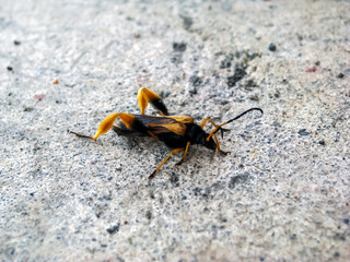 Closeup of a beautiful Tarantula Hawk with yellow wings