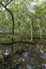 Mangrove trees reflected in a pool of water in the tidal wetlands. Wynnum, Brisbane, Queensland, Australia. 
