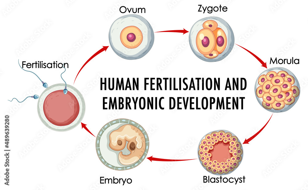 Canvas Prints human fertilisation embryonic development in human infographic