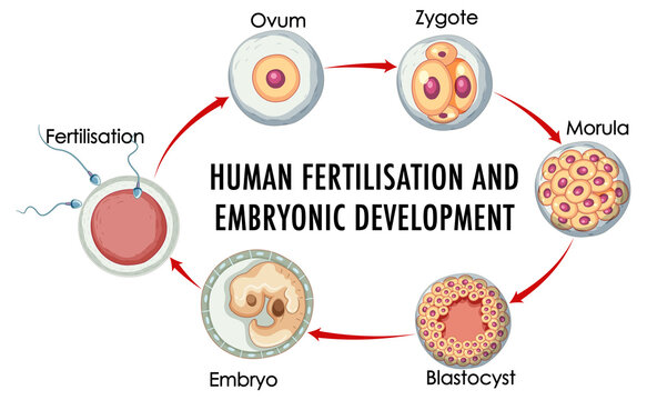 Human fertilisation embryonic development in human infographic