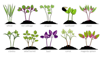 set Young microgreen sprouts of microgreens wheat, red cabbage, arugula, sunflower, chard, cilantro, salad burnet, basil, carrot, magenta spreen, young green leaves, flat illustration by hand isolated