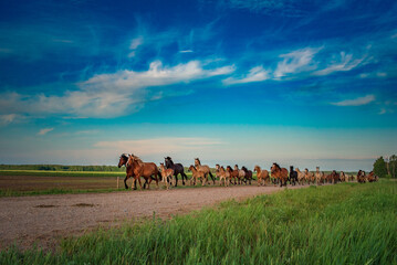 A herd of thoroughbred horses runs to the stable from the pasture.
