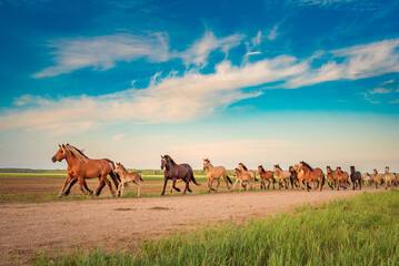 Fototapeta na wymiar A herd of thoroughbred horses runs to the stable from the pasture.