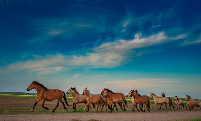 A herd of thoroughbred horses runs to the stable from the pasture.
