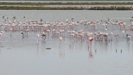 Big group of pink Flamingos walking in water at the Ebro Delta, Tarragona Spain. 