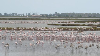 Big group of pink Flamingos walking in water at the Ebro Delta, Tarragona Spain. 