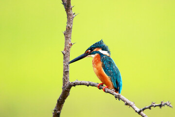A common kingfisher on branch in nature