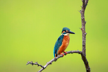 Naklejka premium A common kingfisher on branch in nature