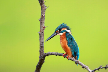 A common kingfisher on branch in nature