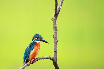 A common kingfisher on branch in nature