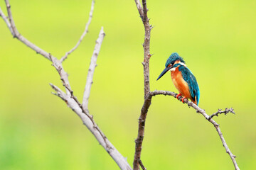 Fototapeta premium A common kingfisher on branch in nature