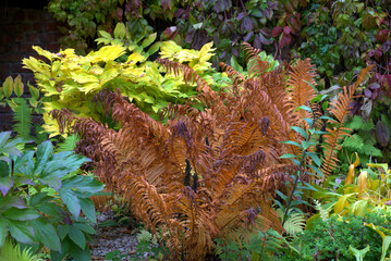 Autumn yellow fern in the garden. 