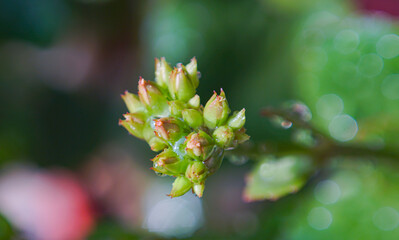 Flower buds
