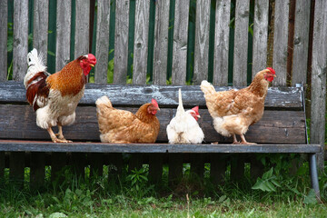 On a wooden bench at a board fence three hens and one rooster settled down. Rural landscape.