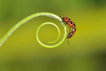 A pair of insects that inhabit wild plants: Hemiptera, close-up