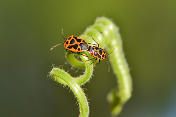 A pair of insects that inhabit wild plants: Hemiptera, close-up