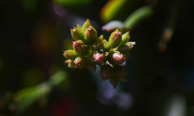 Plant flower buds