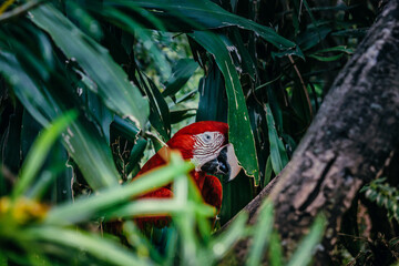 red macaw amazon jungle green bolivia
