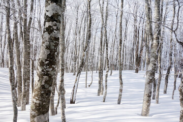樹氷の森