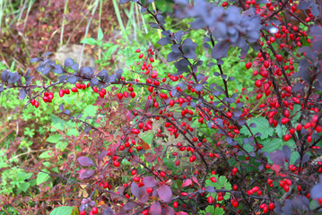 Red berries of barberry in the autumn garden. 