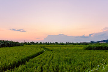 Under the beautiful setting sun, rural rice fields are thriving