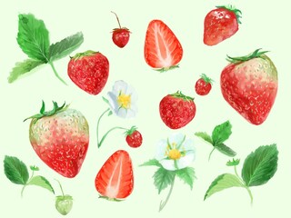 フレッシュな苺と白い花と植物の水彩画イラスト