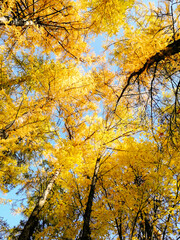 Colorful leaves of autumn trees.