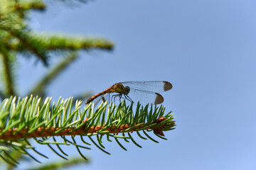A dragonfly falls on a pine branch. Close up