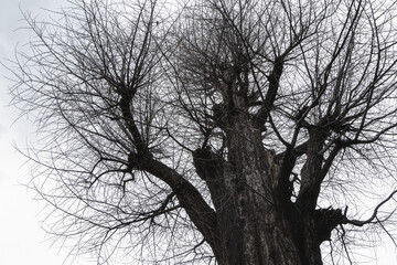 冬の空に枝を伸ばす大きな桜の木