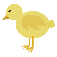 Baby chicken in white background vector.