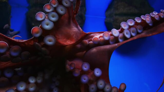 Suckers of a huge octopus. The tentacles of the giant red octopus are strewn with many suction cups. Wild clam in natural habitat