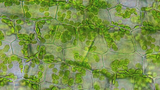 Research laboratory. New type of borogical sun panels for electricity production. Chloroplasts and DNA replication, nanorobot in a plant cage under a microscope